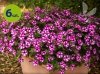 Supertunia Vista Raspberry 6 sztuk
